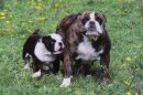 Dog Postcard Old English Bulldogs Funny and Katjou vom...