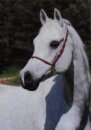 Horse Postcard Arabian Mare Millennium *19.04.1999