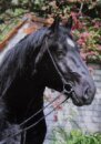 Horse Postcard Percheron Stallion Torento