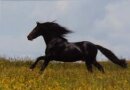 Horse Postcard P.R.E. Stallion Falete