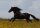 Horse Postcard P.R.E. Stallion Falete