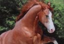 Horse Postcard Quarter Horse Stallion Sonny Cruiser Bar