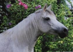 Horse Postcard Arabian Mare Ibri *1993