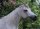 Horse Postcard Arabian Mare Ibri *1993