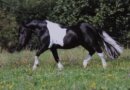 Horse Postcard Shetty Stallion Karuso of Baltic Sea