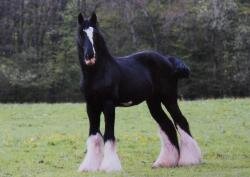 Pferdepostkarte Fairytale Shire Horse Deckengst