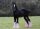 Pferdepostkarte Fairytale Shire Horse Deckengst
