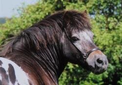 Pferdepostkarte Partbred Shetlandpony Phaeton