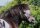 Pferdepostkarte Partbred Shetlandpony Phaeton