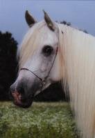 Horse Postcard Arabian Mare Inshraa el Sahra *2000