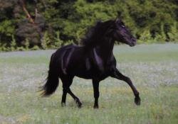 Horse Postcard P.R.E. Stallion Generoso II