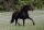 Horse Postcard P.R.E. Stallion Generoso II