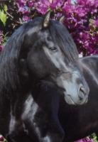 Horse Postcard P.R.E. Stallion Generoso II