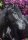 Horse Postcard P.R.E. Stallion Generoso II