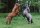 Pferdepostkarte MiniShettys foxi und Istay