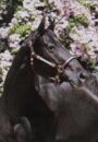 Horse Postcard Appaloosa Mare Mystery of Canada