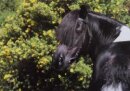 Horse Postcard Shetty Stallion Karuso of Baltic Sea
