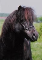 Horse Postcard Shettlandpony Stallion Taifun