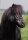 Horse Postcard Shettlandpony Stallion Taifun