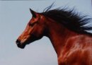 Horse Postcard Arabian Mare Ibri *1993