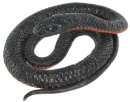 Animals of Australia 75471 - Red-Bellied Black Snake (large)