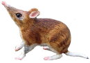 Animals of Australia 75371 - Bandicoot (small)