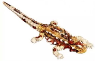 Animals of Australia 78002 - Thorny Devil