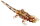 Animals of Australia 78002 - Thorny Devil