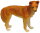 Animals of Australia 75461 - Dingo (large)