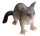 Animals of Australia 75362 - Possum (small)