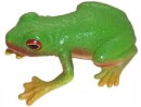 Animals of Australia 75342 - Red-Eyed Green Tree Frog