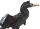 Safari Ltd. Wings Of The World 150129 - Anhinga (2016 Version)