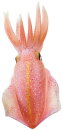 Safari Ltd. 266229 - Reef Squid