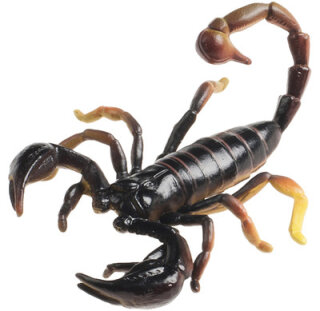 Animals of Australia 78080 - Skorpion