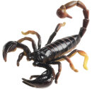 Animals of Australia 78080 - Scorpion
