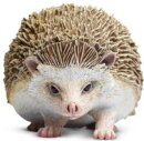 Safari Ltd. 261129 - Hedgehog
