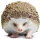 Safari Ltd. 261129 - Hedgehog