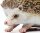 Safari Ltd. 261129 - Hedgehog