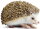 Safari Ltd. 261129 - Hedgehog