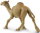 Safari Ltd. 222429 - Dromedary Camel