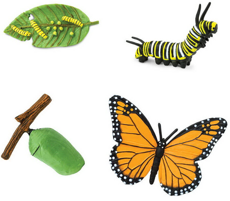 Safari Ltd Life Cycle of a Monarch Butterfly 622616 for sale online