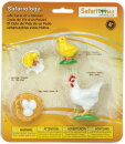 Safari Ltd. 662816 - Life Cycle of a Chicken