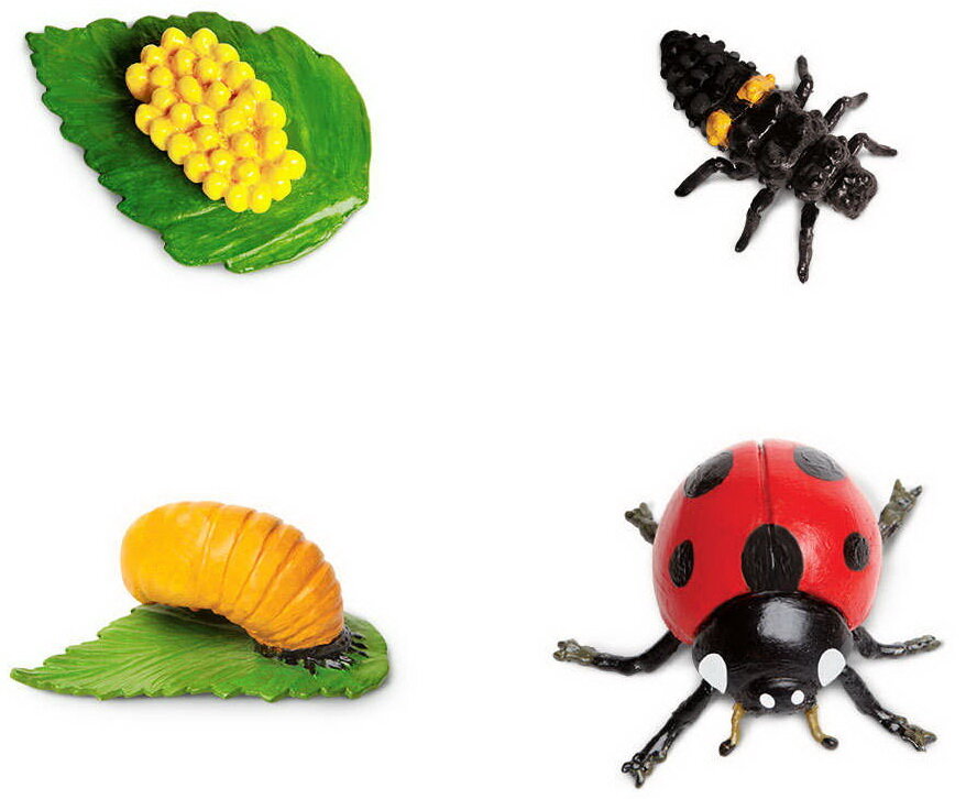 Life Cycle of a Ladybug Details about   Painted Educational Replica Safariology Set 