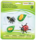 Safari Ltd. 662716 - Lebenszyklus des Marienkäfers