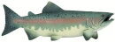 Safari Ltd. 100205 - Salmon
