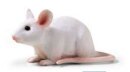 Mojö 387235 - Maus (weiß)