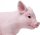 Safari Ltd. 265429 - Schweinchen