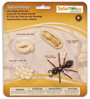 Safari Ltd. 663916 - Life Cycle of an Ant