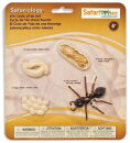 Safari Ltd. 663916 - Lebenszyklus der Ameise