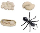 Safari Ltd. 663916 - Life Cycle of an Ant